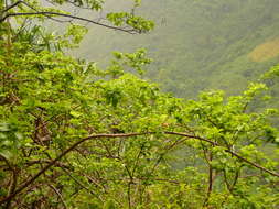 Image of premna