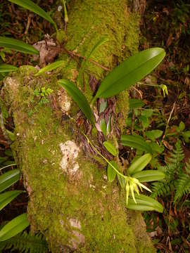 Image of Bulbophyllum