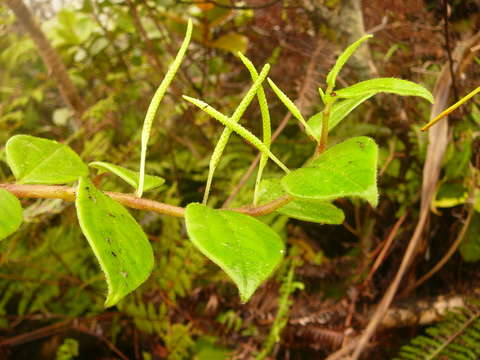 Image of Peperomia grantii Yunck.