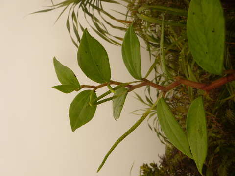 Image of Peperomia grantii Yunck.