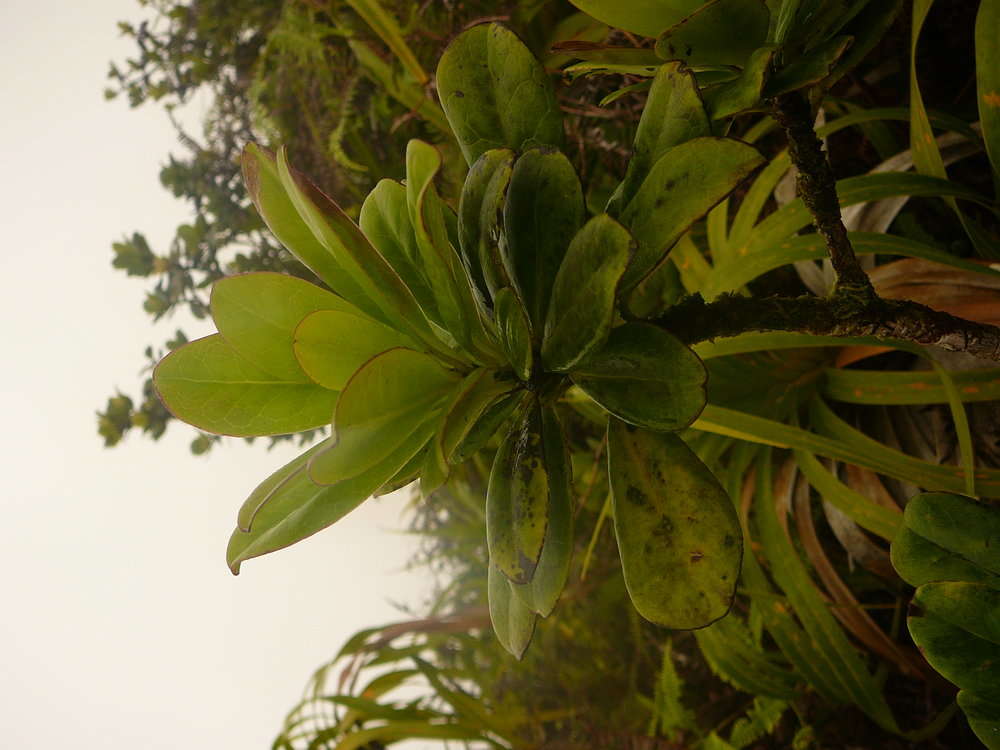 Aquifoliaceae (rights holder: 2010 Moorea Biocode)