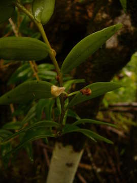 Image of Dendrobium involutum Lindl.