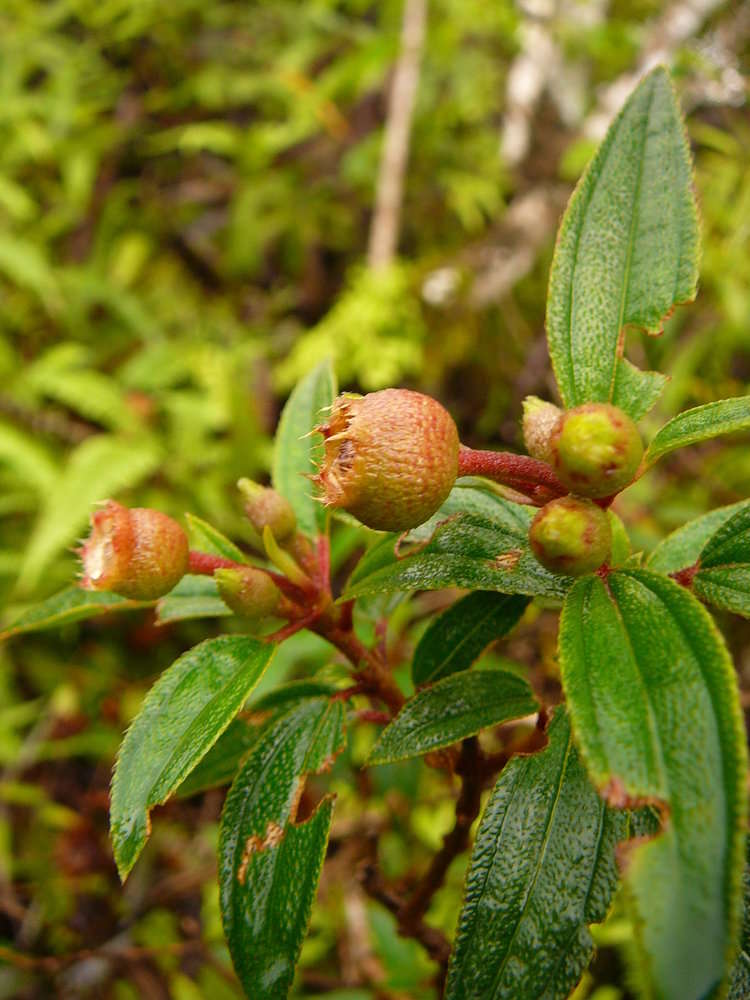 Image of Melastoma denticulatum Labill.