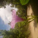 Image of whiteflower beach morning-glory