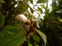 Image of Melastoma denticulatum Labill.