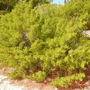 Image of bay cedar