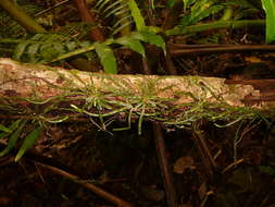 Image of taeniophyllum