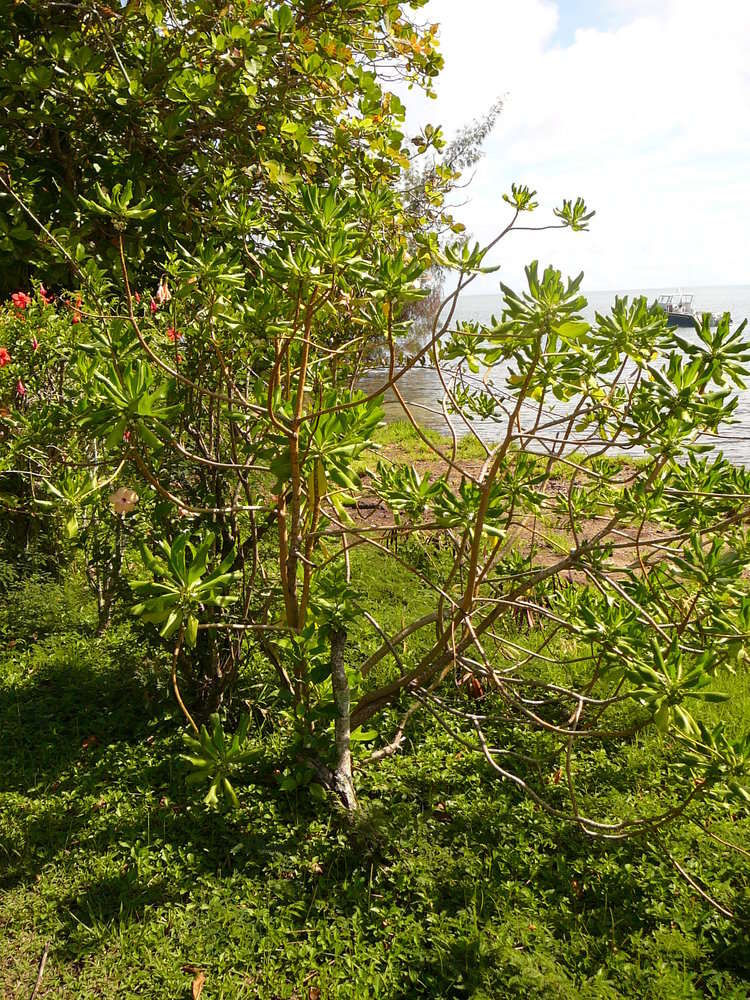 Image of Fan Flower