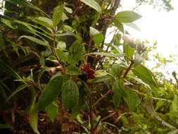 Image of Melastoma denticulatum Labill.