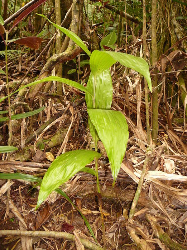 Image of crow orchid