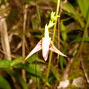 Image of Bulbophyllum tahitense Nadeaud