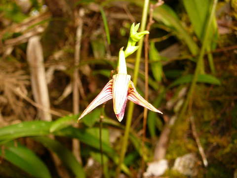 Image de Bulbophyllum tahitense Nadeaud