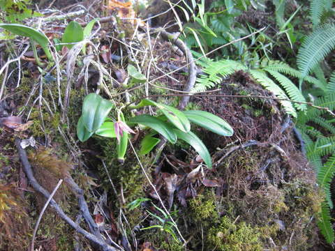 Image of Bulbophyllum tahitense Nadeaud