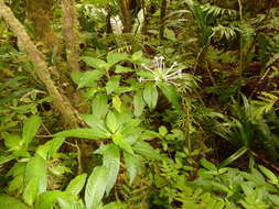 Image of ophiorrhiza
