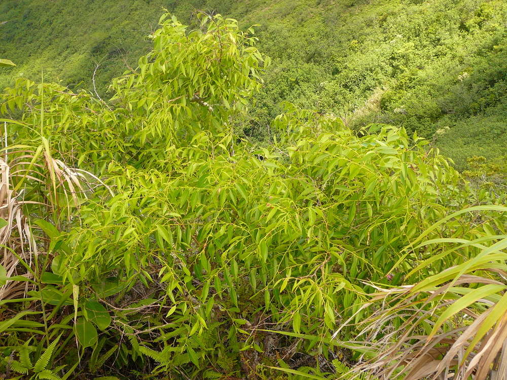 Image of Phyllanthus nadeaudii (J. Florence) W. L. Wagner & Lorence