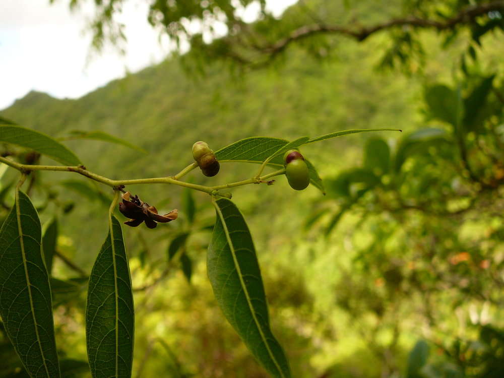 Image of Phyllanthus nadeaudii (J. Florence) W. L. Wagner & Lorence