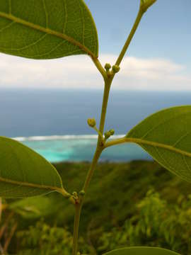 Image of Phyllanthus nadeaudii (J. Florence) W. L. Wagner & Lorence