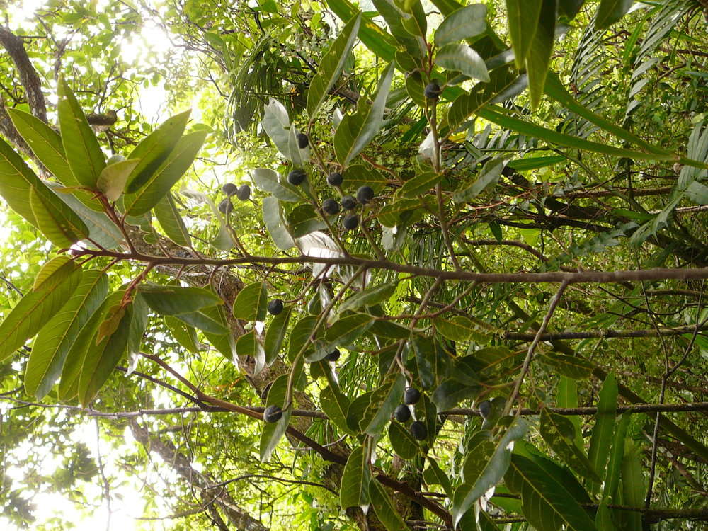 Rhamnaceae (rights holder: 2010 Moorea Biocode)