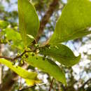 Image of Phyllanthus manono (Baill. ex Müll. Arg.) Müll. Arg.