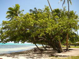 Image of calophyllum