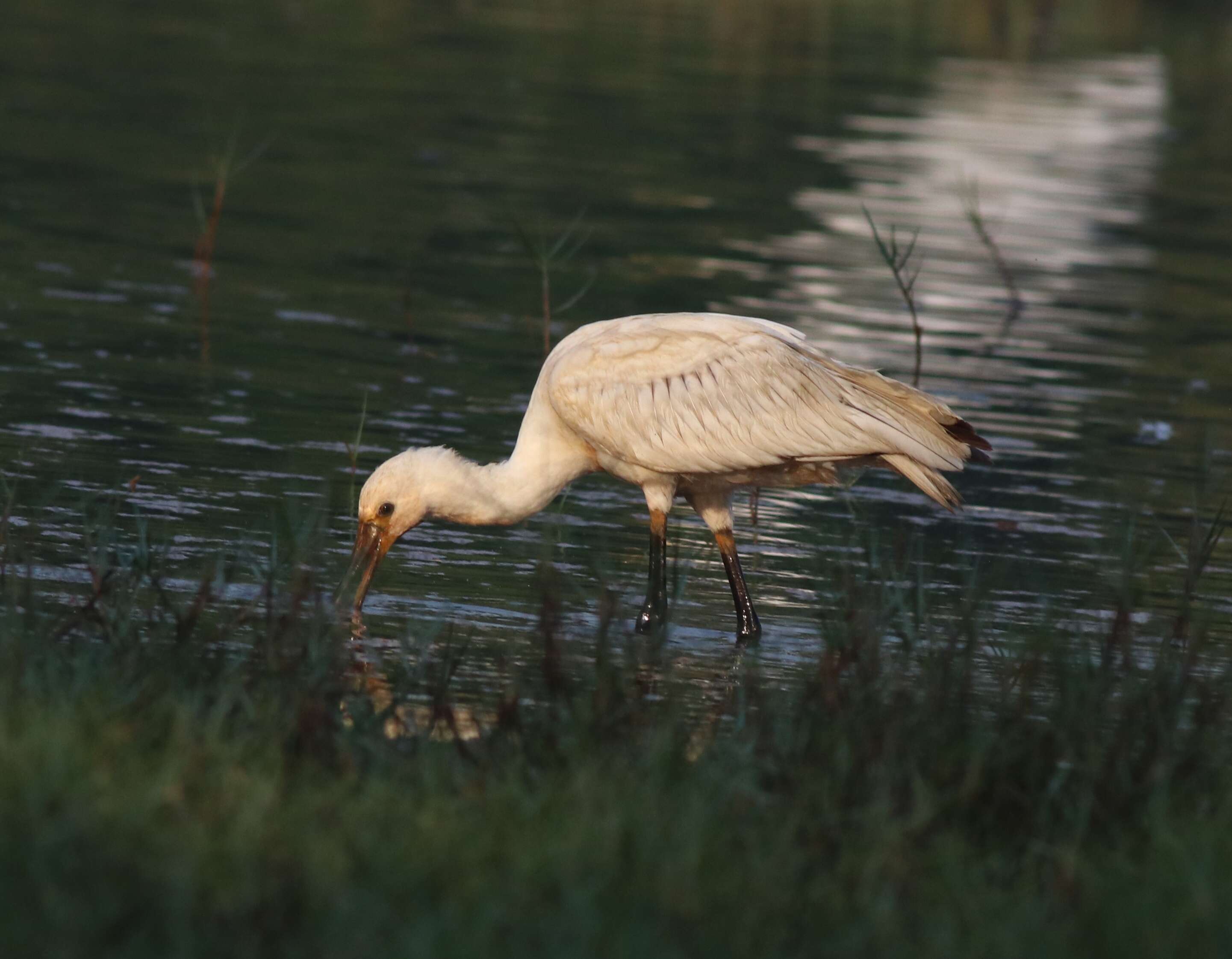 Image of spoonbill, eurasian spoonbill