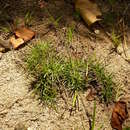 Image of <i>Fimbristylis cymosa umbello-capitata</i>