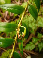 Image of Dendrobium involutum Lindl.