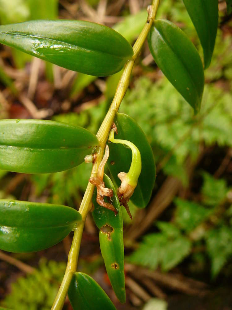 Image of Dendrobium involutum Lindl.