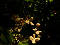 Image of propeller tree family