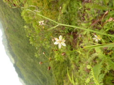 Image of Dianella intermedia Endl.