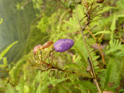 Image of Dianella intermedia Endl.