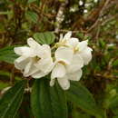 Image of Melastoma denticulatum Labill.