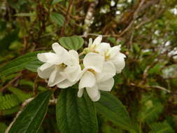 Image of Melastoma denticulatum Labill.