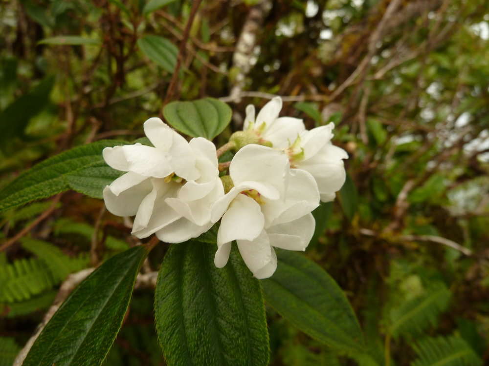 Image of Melastoma denticulatum Labill.