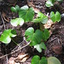 Image of Beach moonflower