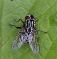 Image of House fly