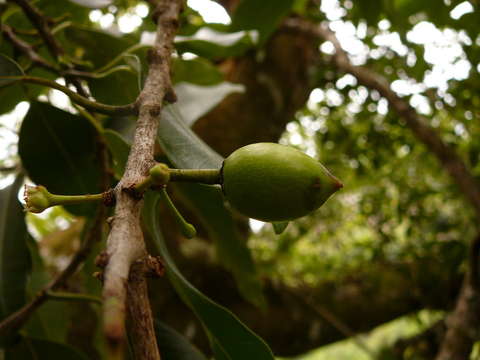 Image of Sideroxylon nadeaudii (Drake) Smedmark & Anderb.