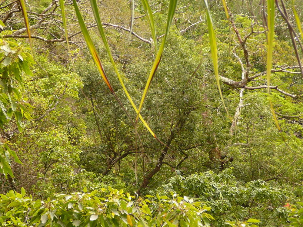 Image of Sideroxylon nadeaudii (Drake) Smedmark & Anderb.