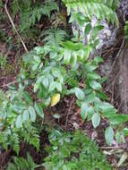 Image of Phyllanthus urceolatus Baill.