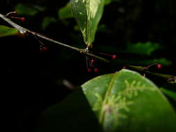 صورة Phyllanthus urceolatus Baill.