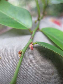 صورة Phyllanthus urceolatus Baill.