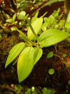 Image of Peperomia societatis J. W. Moore