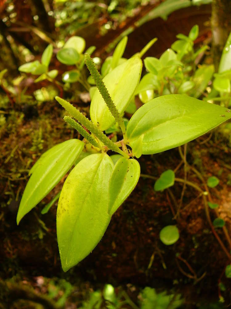 Image of Peperomia societatis J. W. Moore