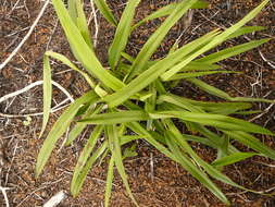 Image of Dianella intermedia Endl.