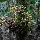 Image of Pisonia tahitensis (Heimerl) F. Friedmann ex J. Florence