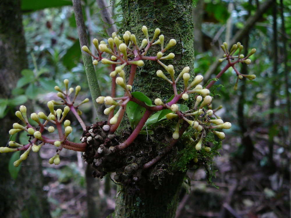 Image of Catchbirdtrees