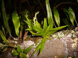 Image of Fairy orchids