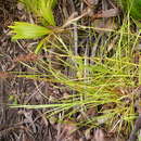 Image of Jamaica swamp sawgrass