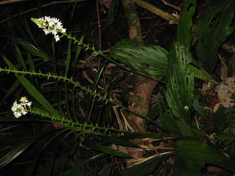 Image of Calanthe