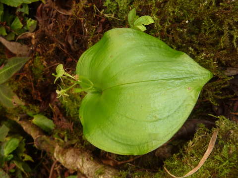 Image of Widelip orchid